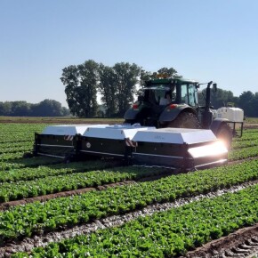 Uplatnění nachází především v zelinářství (zde salát), kde jde o produkci pro, přímou spotřebu. V ČR i SR už zelinářské podniky tento stroj využívají.